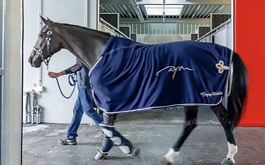 Paard in Horse Inn op Liege Airport