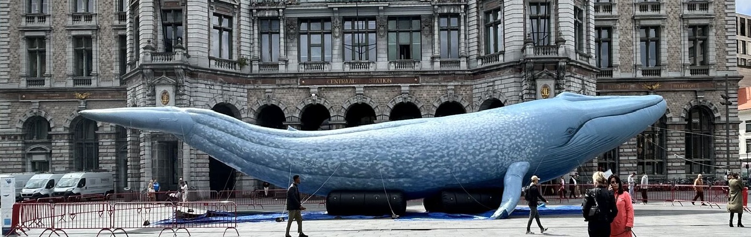 Levensgrote replica van de blauwe vinvis 'Star'