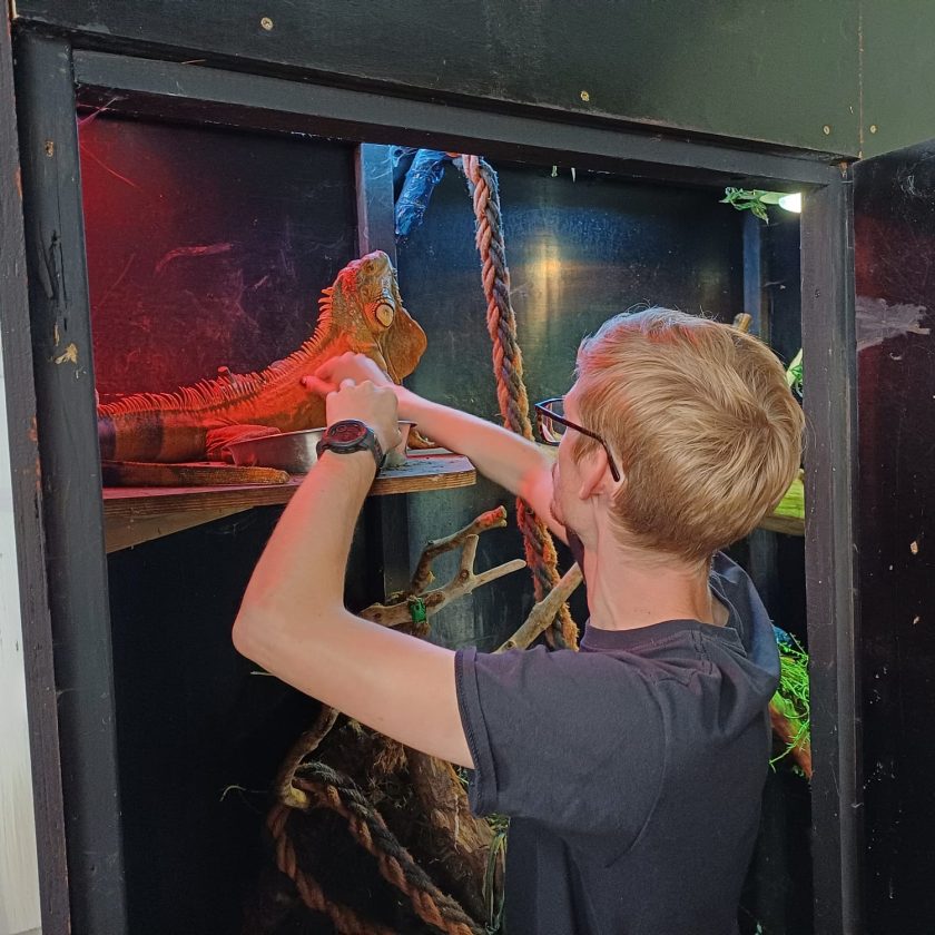 Wouter Verlinde geeft groenten aan de groene leguaan.